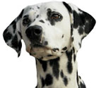 Dog Grooming Head
