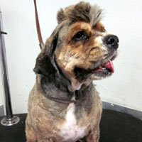 pet grooming