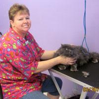 cat grooming